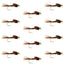 Premium Bead Head Pheasant Tail Nymphs - 12 Pack Size 12 for Fly Fishing - Korvel