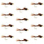 Premium Bead Head Pheasant Tail Nymphs - 12 Pack Size 16 - Korvel