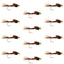 Premium Tungsten Bead Head Pheasant Tail Nymph Flies - 1 Dozen Size 18 - Korvel