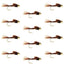 Premium Tungsten Bead Head Pheasant Tail Nymph - 12 Pack Size 10 - Korvel