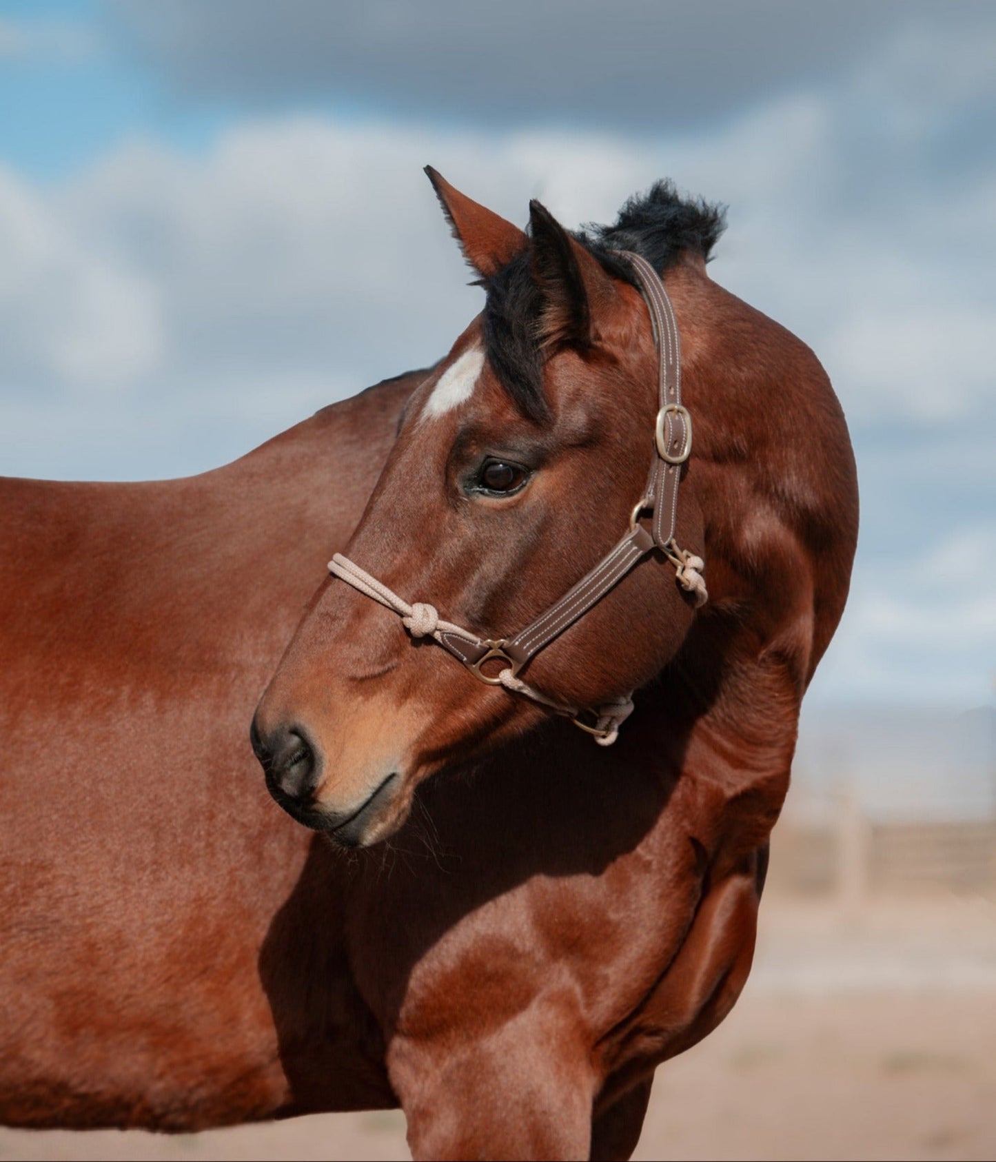 Phoenix Classic Fusion Adjustable Halter - Korvel