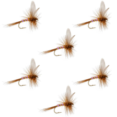 Mouches sèches classiques Pink Lady - Taille 14 (Pack de 6)