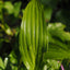 Organic Cut & Sifted Plantain Leaf - Herbal Remedy - Korvel