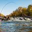 Kaufmann's Royal Crystal Stimulator Dry Fly - 3 Pack, Size 14 - Korvel