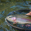 3-Pack Tungsten Bead Head Gold Ribbed Hare's Ear Nymphs - Size 16 - Korvel