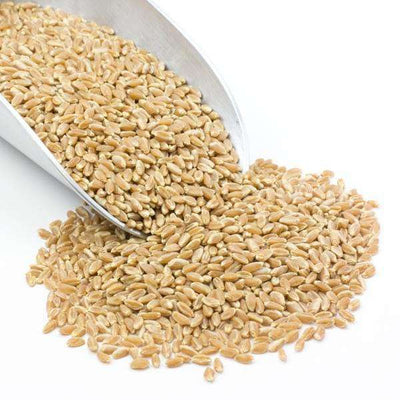 Prairie Gold Whole Grain Wheat Berries - Nutritious & Versatile - Korvel