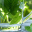 Premium Cut Raspberry Leaf for Herbal Wellness - Korvel