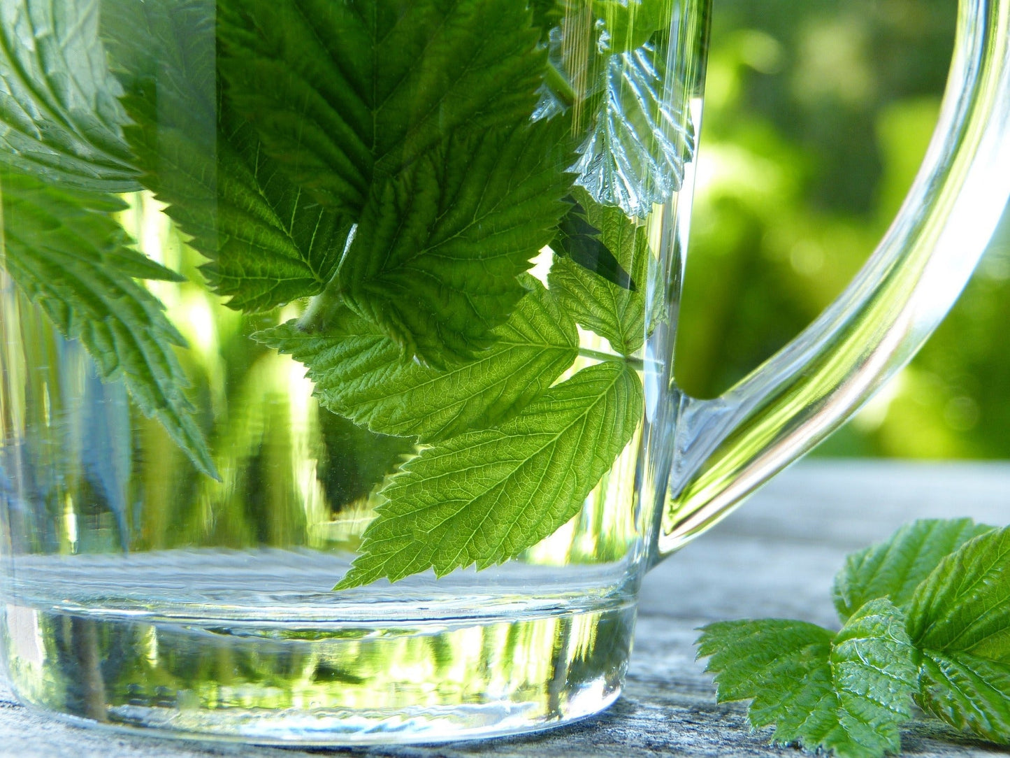 Premium Cut Raspberry Leaf for Herbal Wellness - Korvel