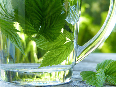 Premium Cut Raspberry Leaf for Herbal Wellness - Korvel
