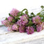 Natural Red Clover Blossoms for Wellness - Korvel