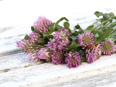 Natural Red Clover Blossoms for Wellness - Korvel