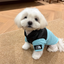 Veste en coton confortable pour animaux de compagnie SnugPaws