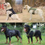 TactiPaws Dog Training Harness Set