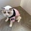 Veste en coton confortable pour animaux de compagnie SnugPaws