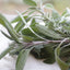 Premium Rubbed Sage - Culinary Herb for Flavor & Wellness - Korvel