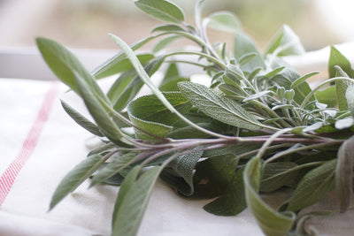 Premium Rubbed Sage - Culinary Herb for Flavor & Wellness - Korvel