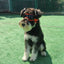 Lunettes UV pour animaux de compagnie : Protection oculaire élégante pour chiens et chats