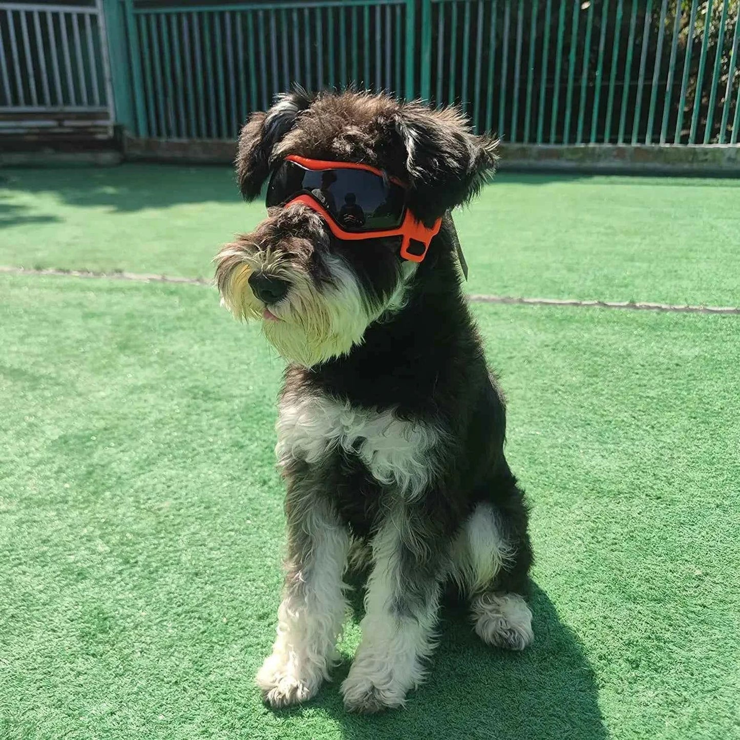 Lunettes UV pour animaux de compagnie : Protection oculaire élégante pour chiens et chats