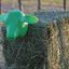 Durable Calf Head Dummy for Roping Practice - Korvel