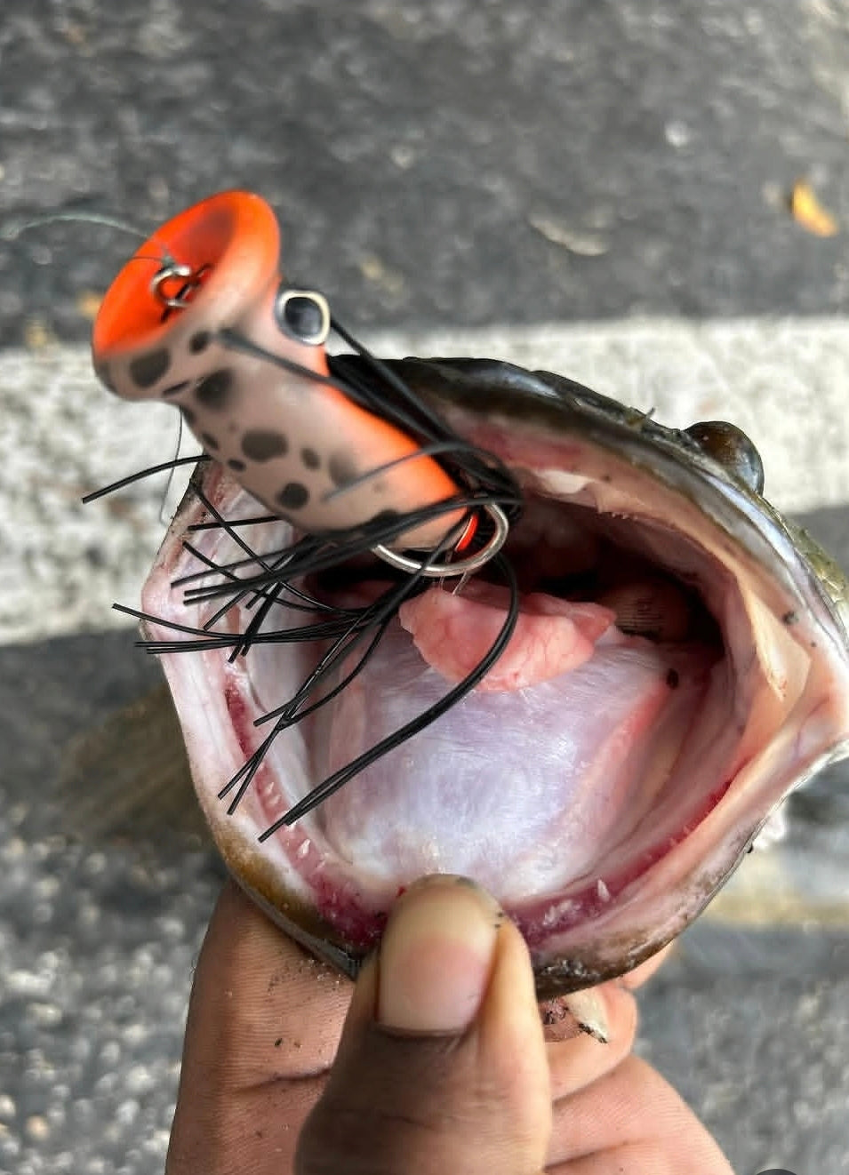 CHUGGERKNOT Premium Popping Frog