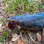 King Cobra Fishing Lure