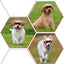Lunettes UV pour animaux de compagnie : Protection oculaire élégante pour chiens et chats