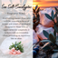 Mystical Scorpio Zodiac Crystal Reed Diffuser - Sea Salt & Eucalyptus, 100ml - Korvel