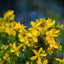 Organic St. John's Wort - Cut & Sifted Herbal Remedy - Korvel