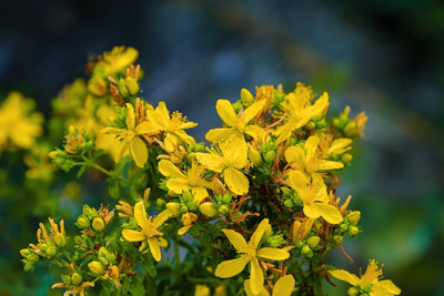 Organic St. John's Wort - Cut & Sifted Herbal Remedy - Korvel