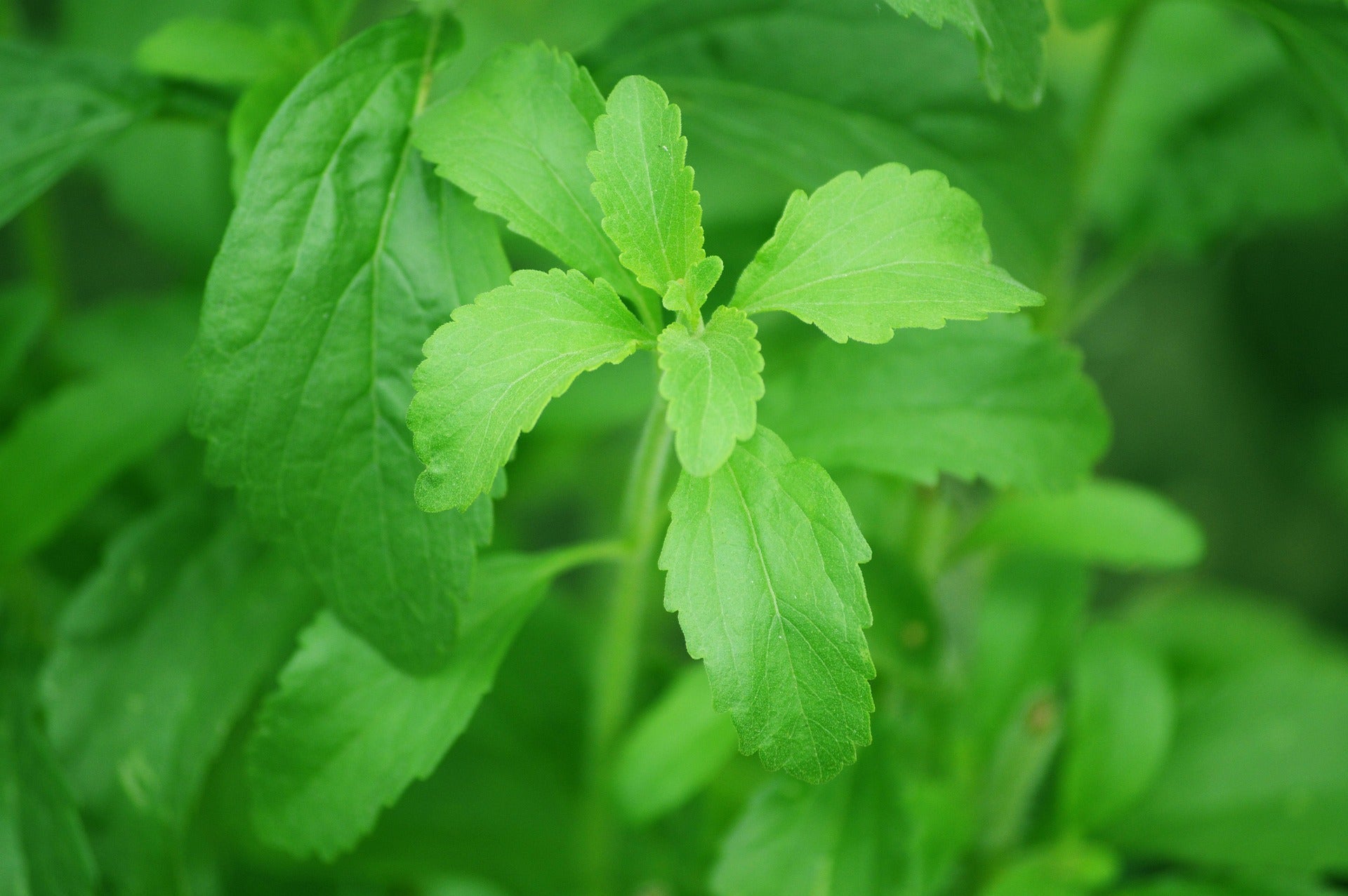 Organic Stevia Leaf Powder - Natural Sweetener for Healthier Living - Korvel