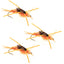 3-Pack Barbless Gold Bead Kaufmann's Golden Stonefly Nymphs with Rubber Legs - Size 10 - Korvel