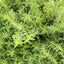 Savory Herb - Cut and Sifted Seasoning