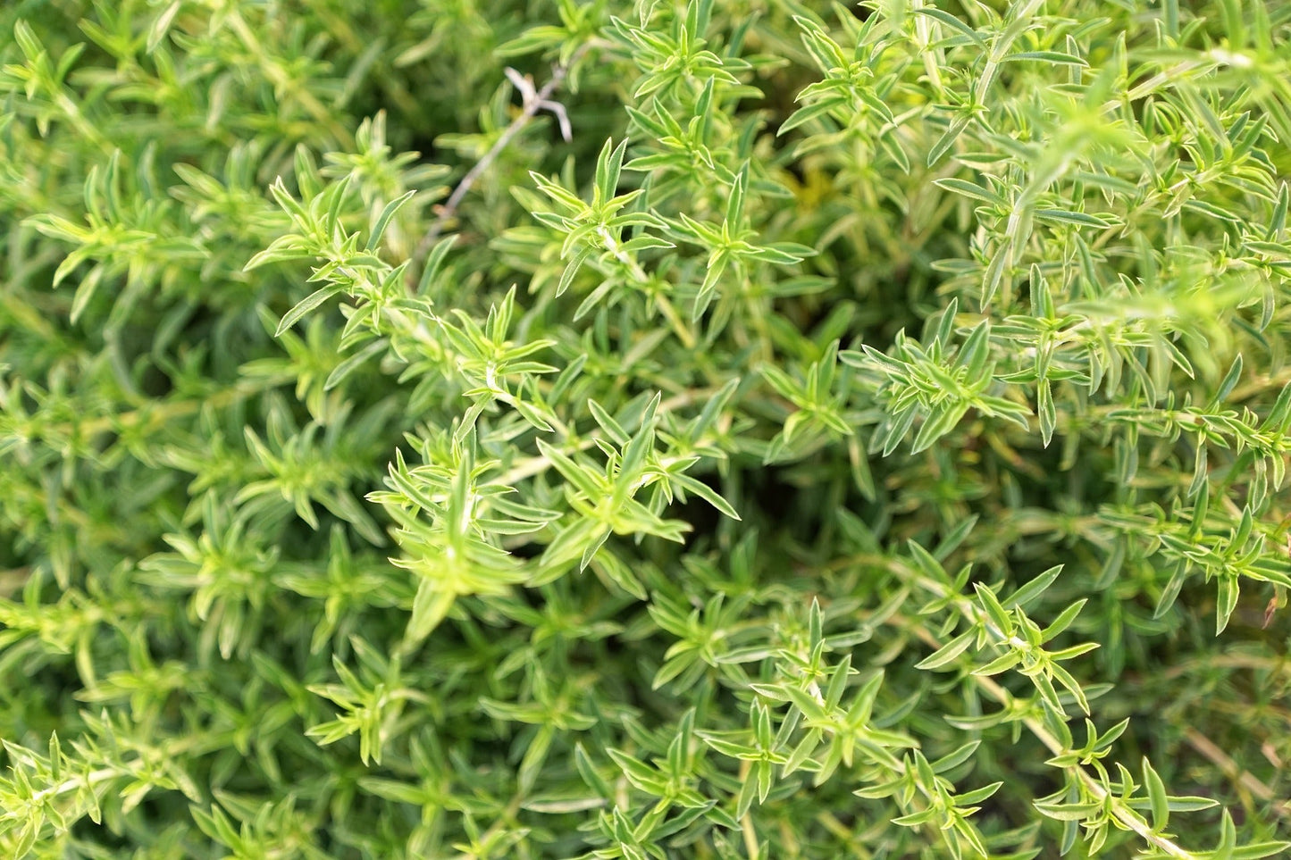 Savory Herb - Cut and Sifted Seasoning