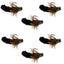 Premium Tungsten Bead Black Mop Fly Tactical Jig - 6 Barbless Czech Nymphs (Size 14) - Korvel