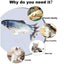 Jouet interactif pour chats avec chargeur USB - Poisson