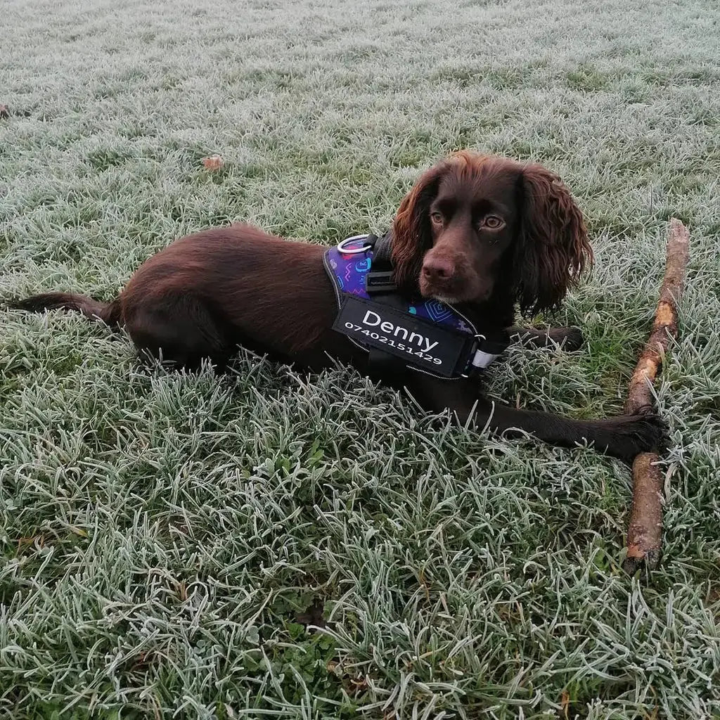 Harnais de sécurité premium pour chiens pour des promenades confortables