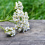 Premium Cut and Sifted Yarrow Flowers