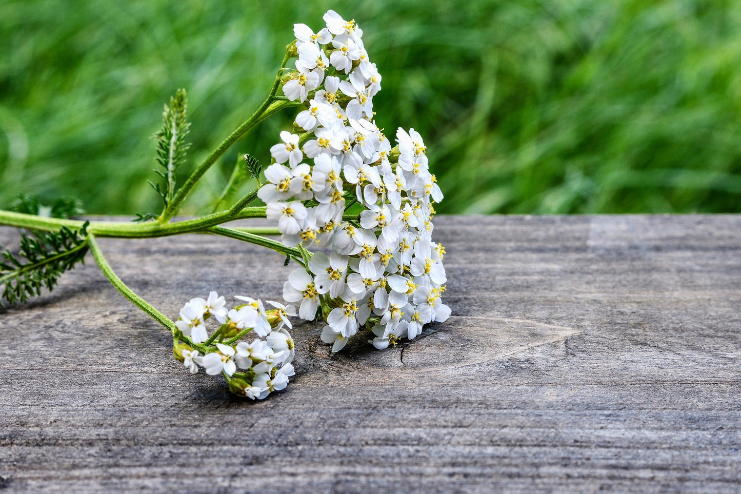 Premium Cut and Sifted Yarrow Flowers
