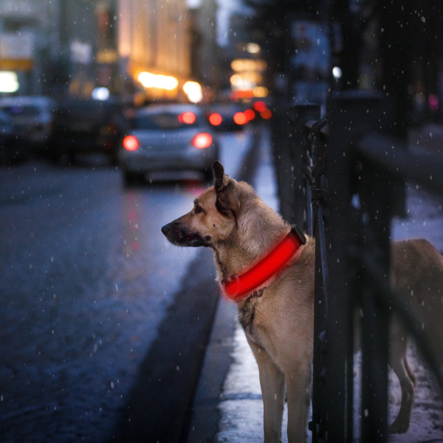 Collar LED para Perros GBruno USB - Visibilidad Nocturna Mejorada