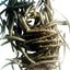Premium Custom Trout Worms for Fishing