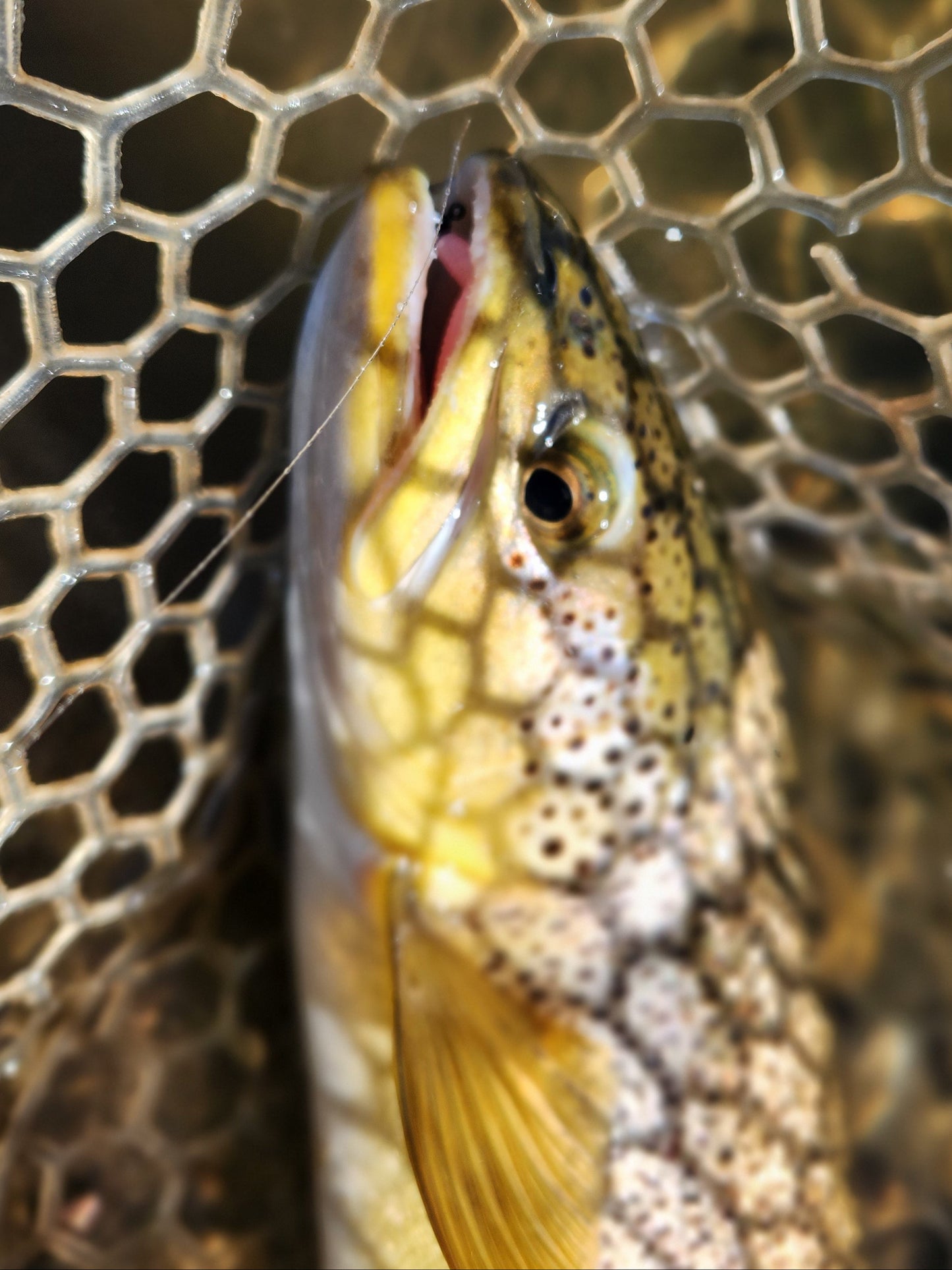 Premium Custom Trout Worms for Fishing