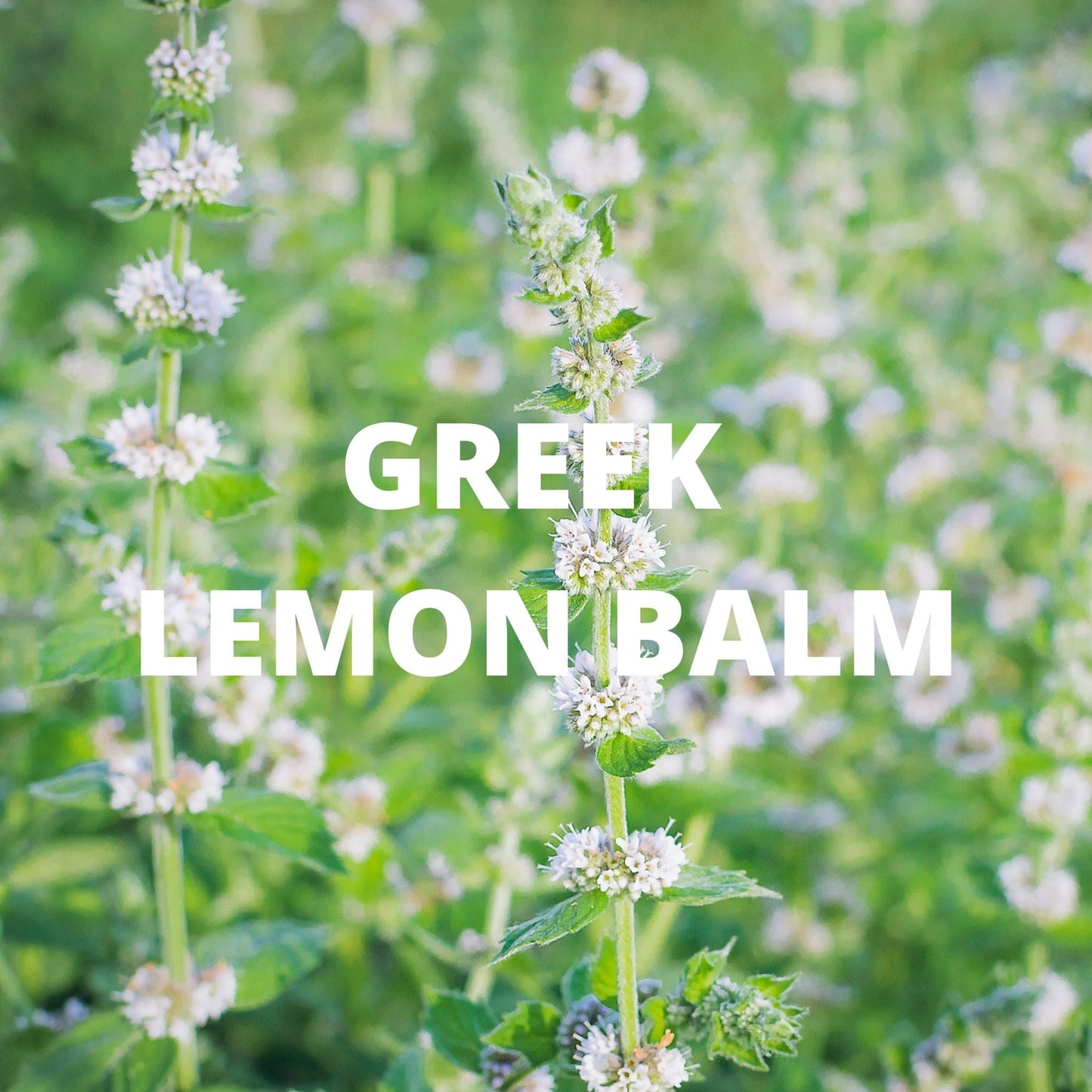Calm Tea – Lavender, Chamomile & Lemon Balm Greek Herbal Blend