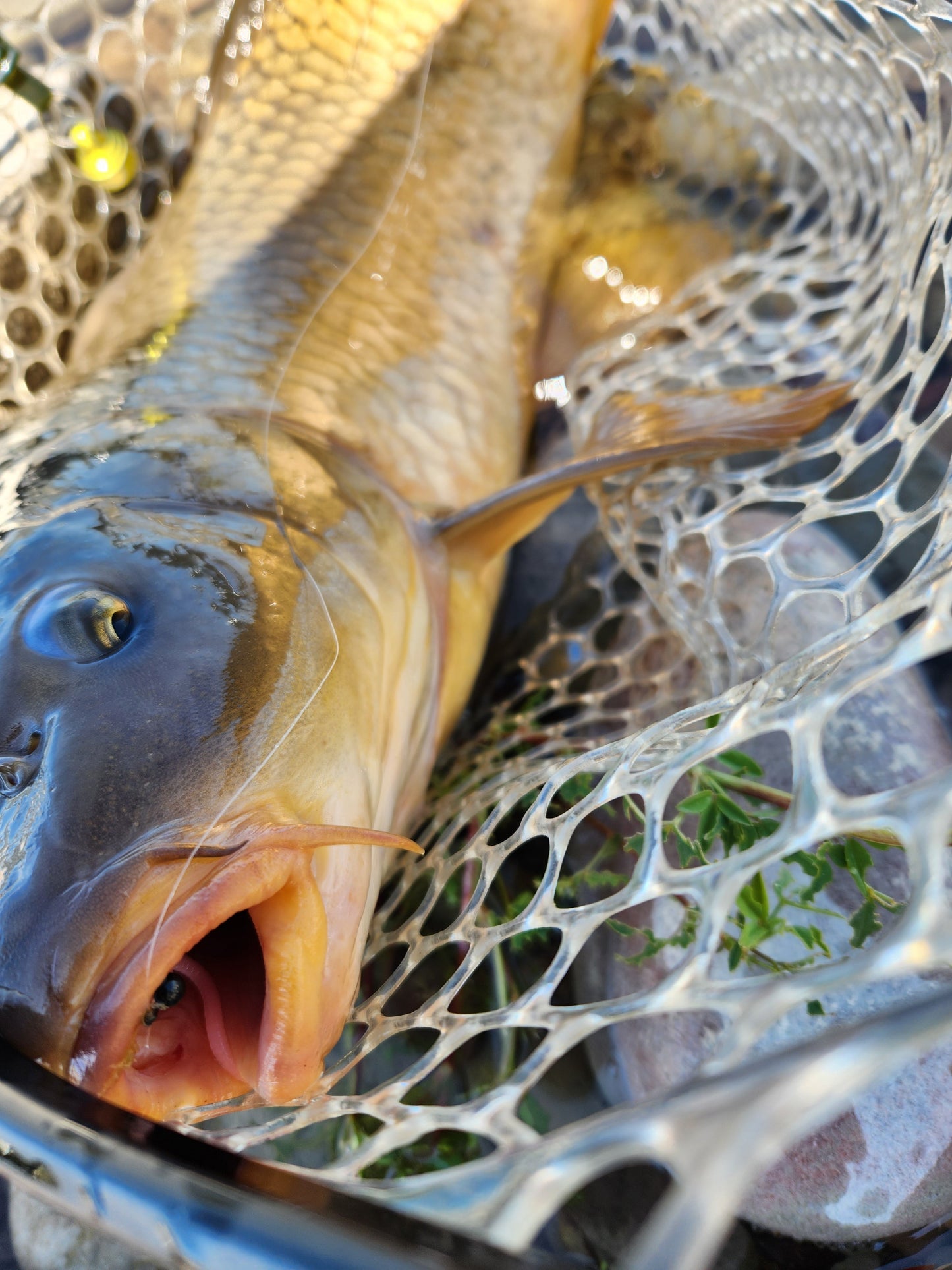 Premium Custom Trout Worms for Fishing