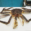 Crabe royal vivant premium livré frais