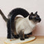 Comfortable Arch Cat Grooming and Scratching Device