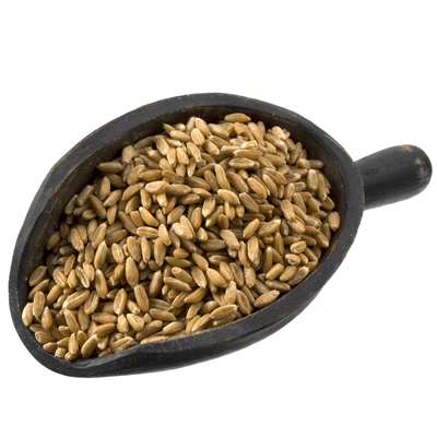 Organic Spelt Berries – Ancient Grain Whole Berries (1 lb & 5 lb)
