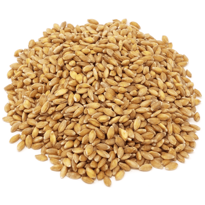 Organic Einkorn Berries – Ancient Grain Whole Berries (1 lb, 5 lb, 25 lb)