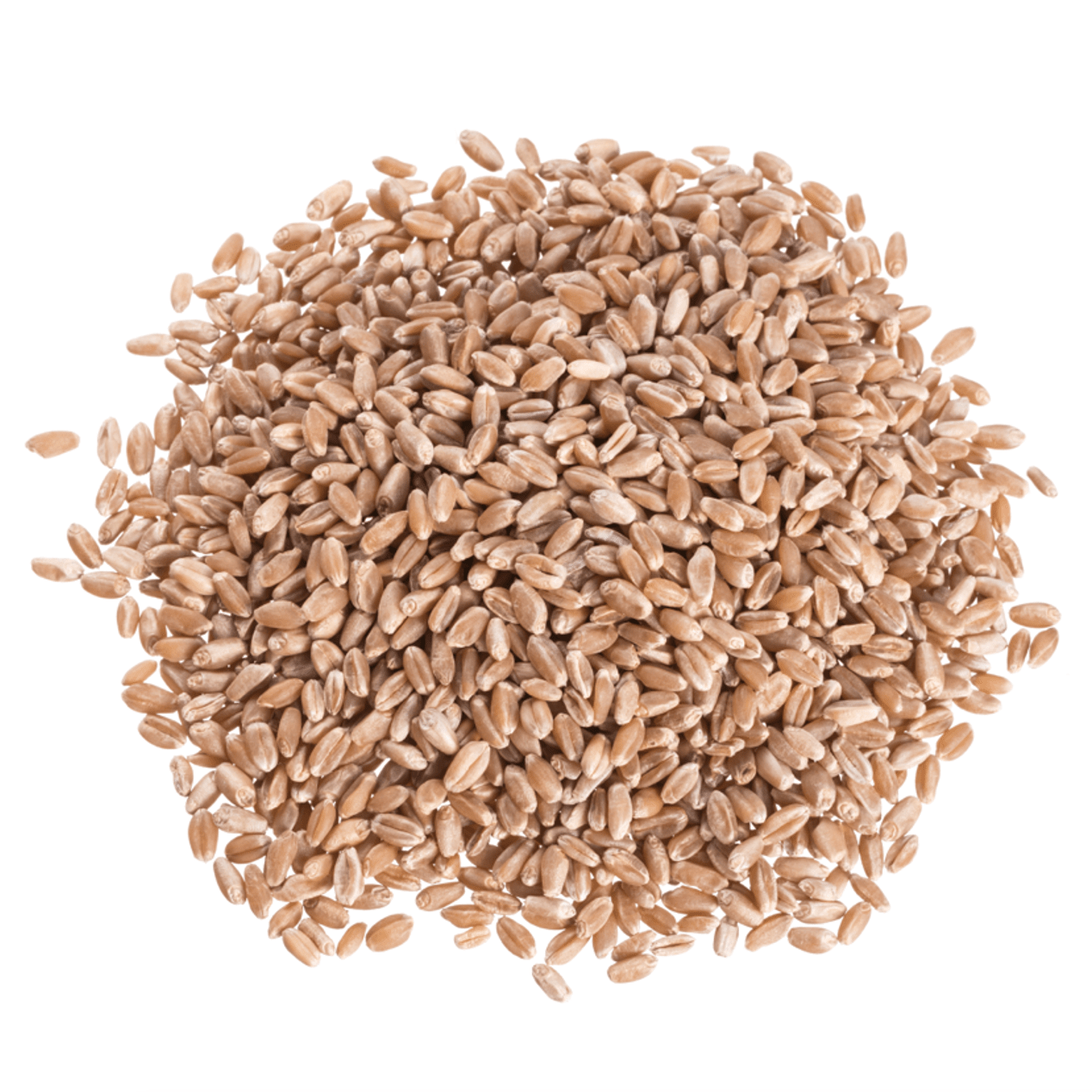 Organic Hard Red Wheat Berries for Artisan Baking - Korvel