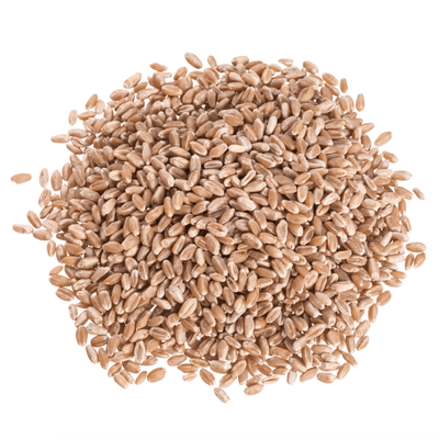 Organic Hard Red Wheat Berries for Artisan Baking - Korvel