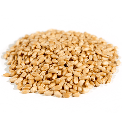 Organic Hard White Wheat Berries - Nutrient-Rich & Versatile - Korvel